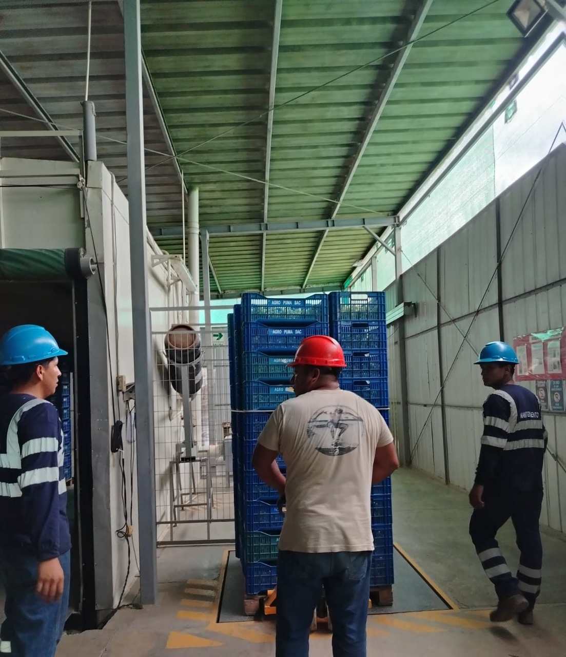 Recepción de uva en la balanza del andén