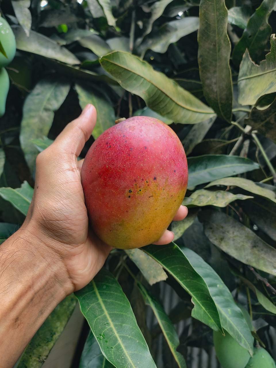 Mango Kent maduro