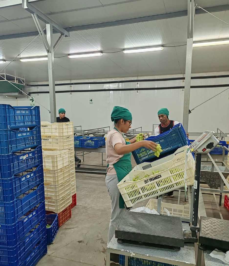 Selección de uva de mesa en jabas de la planta