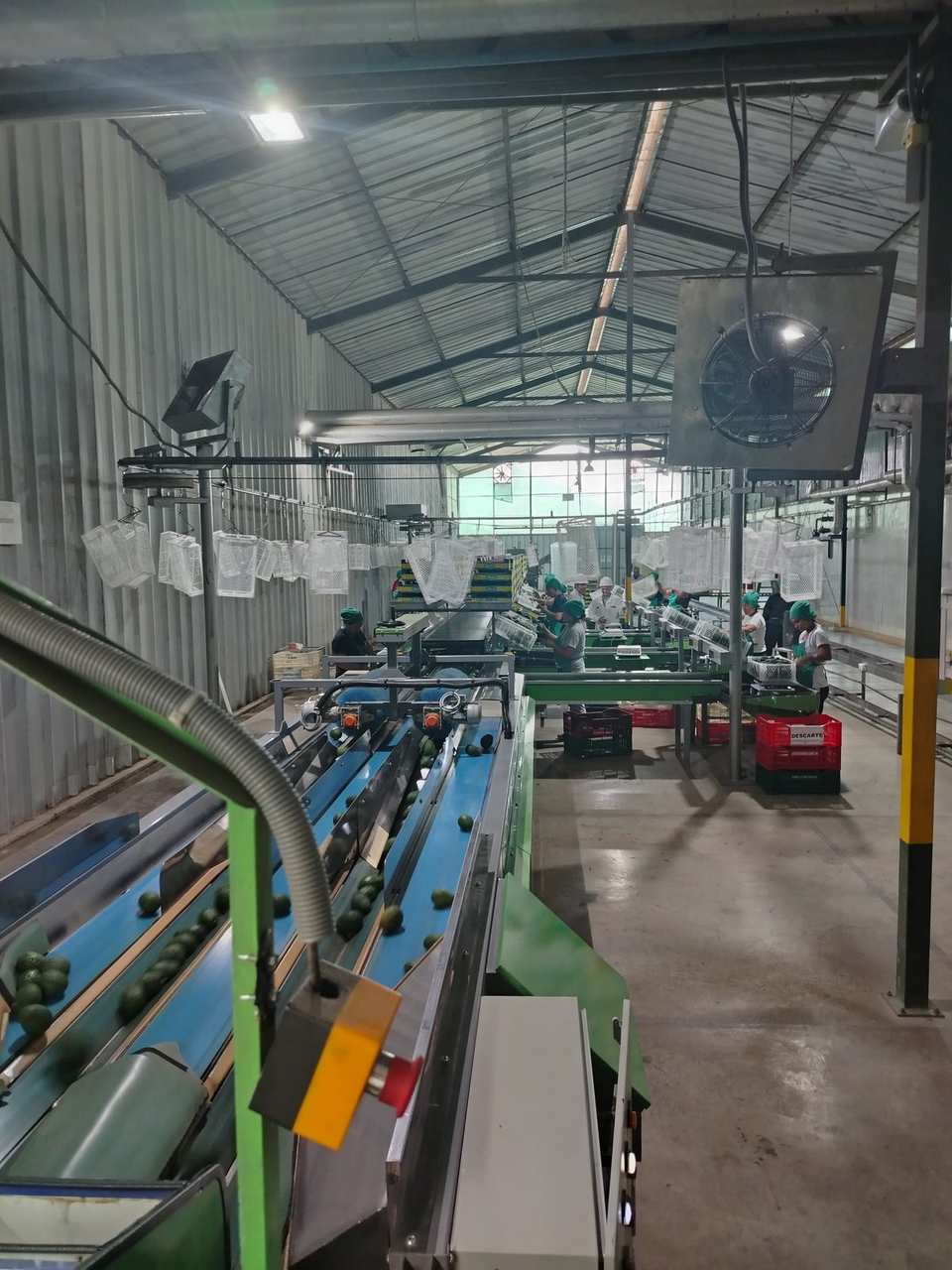Vista de la línea de selección y empaque de palta