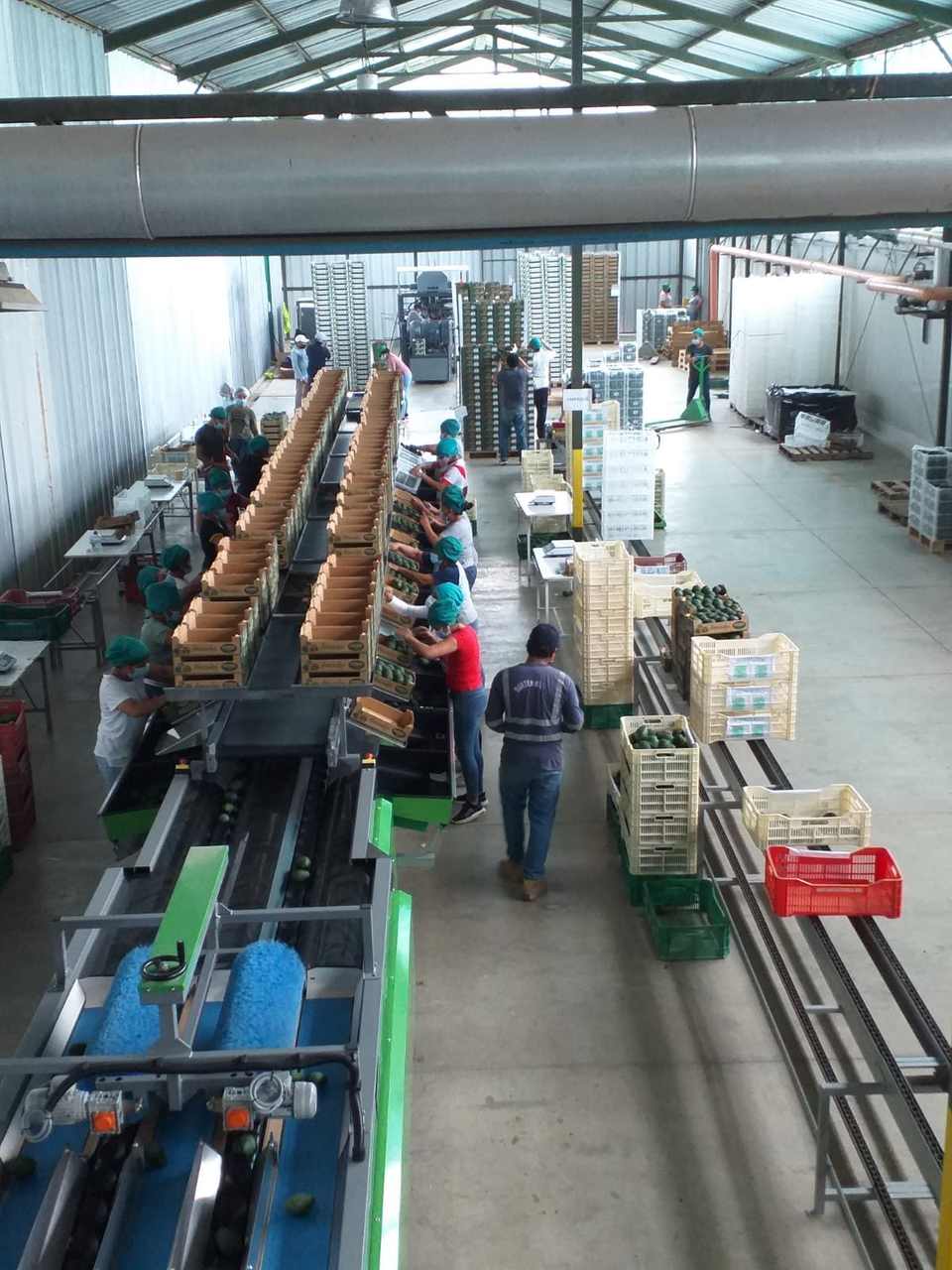 Línea de selección y empaque de palta en la planta