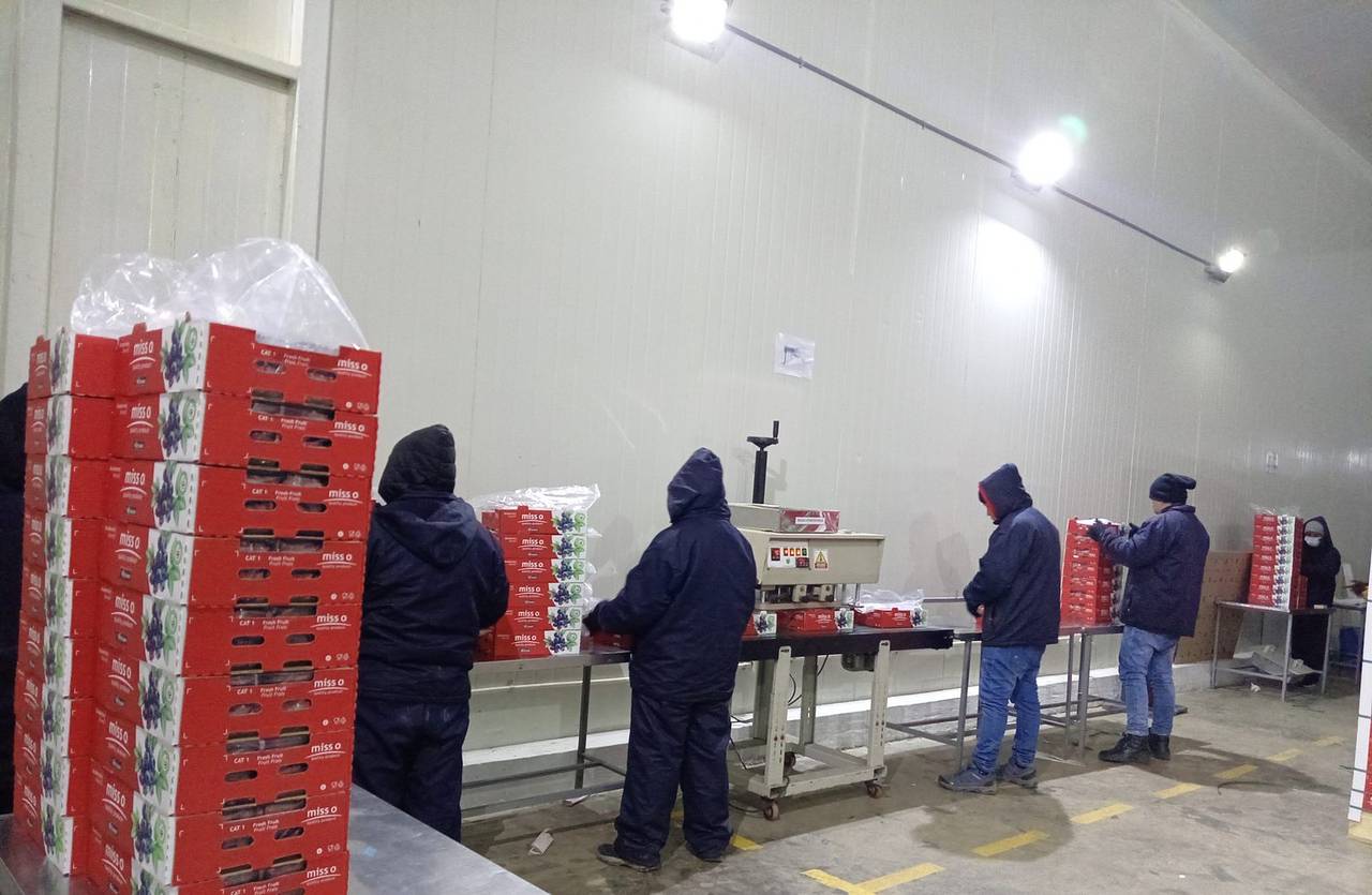 Sellado de cajas de arándano