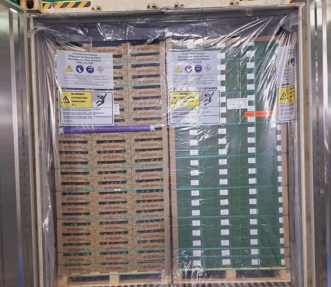Pallet de palta listo dentro del contenedor