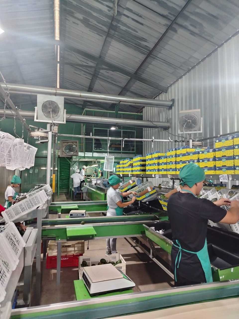 Cajas de palta en la mesa de empaque