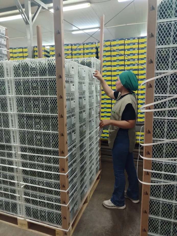 Etiquetado y zunchado de pallets de palta