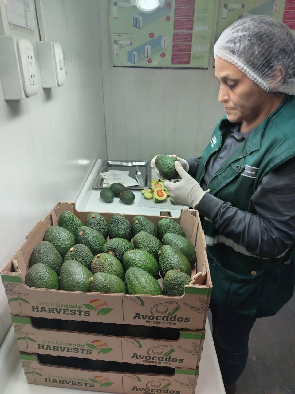 Control de madurez de palta
