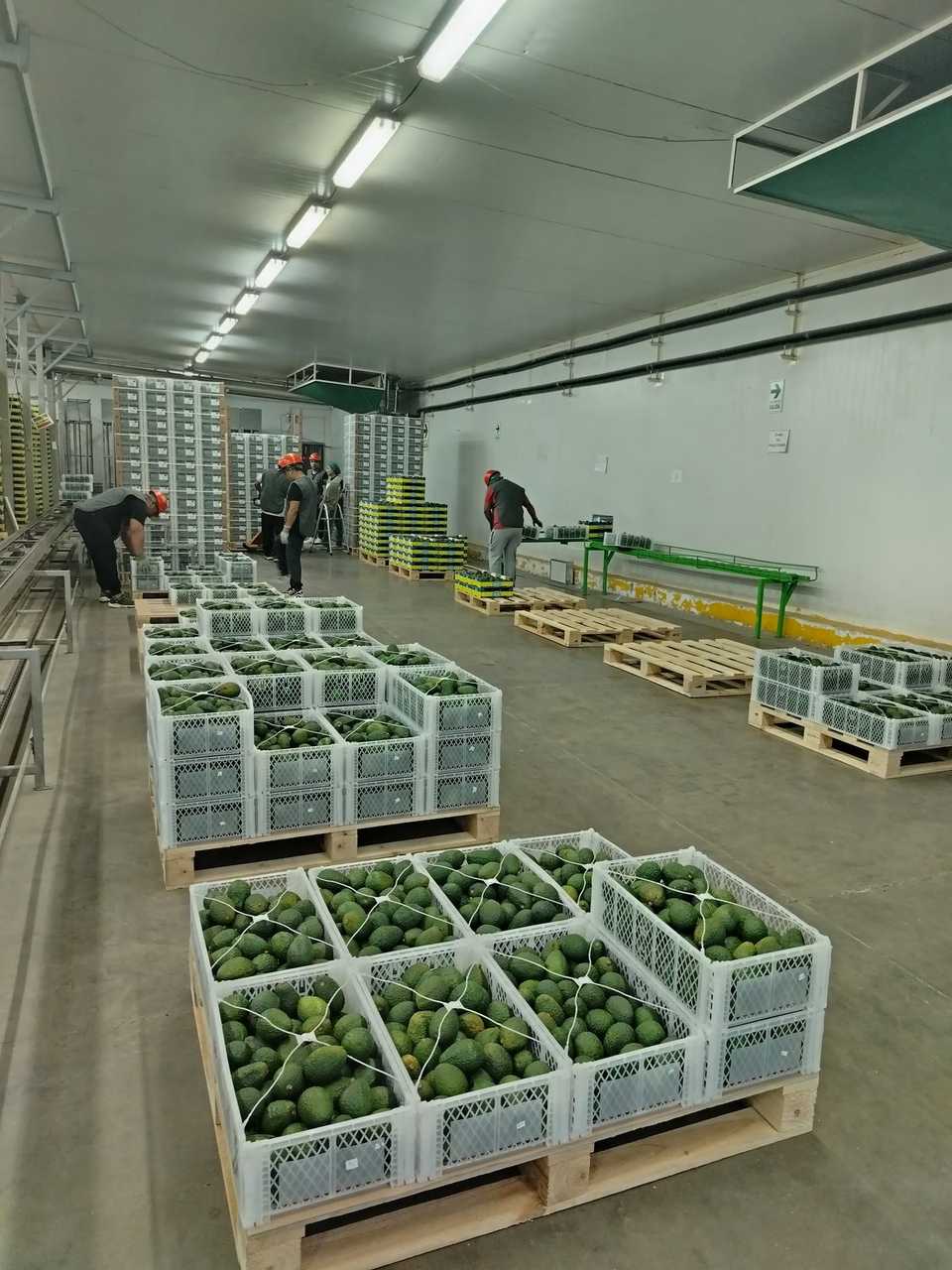 Paletizado de cajas de palta