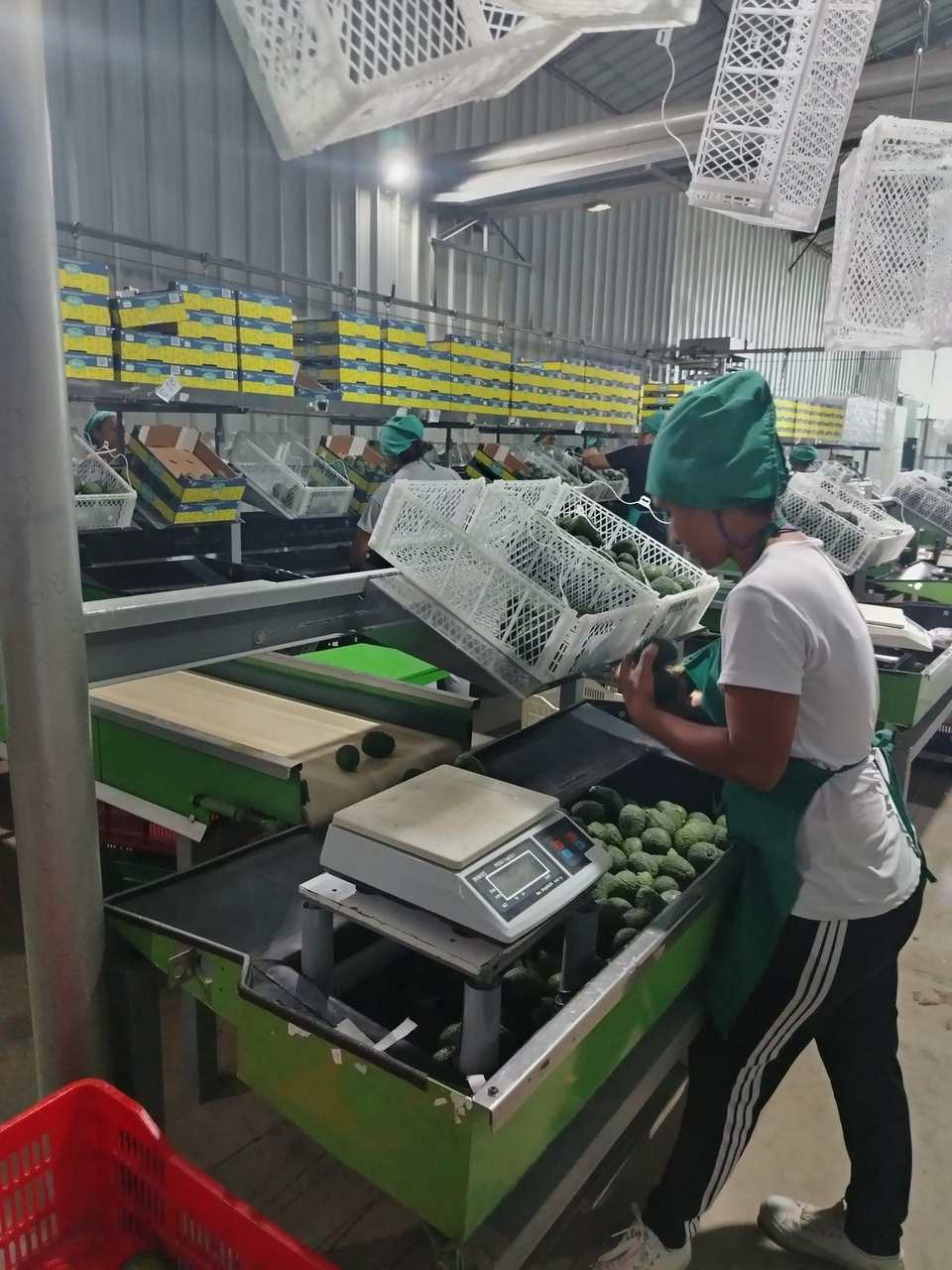 Pesaje en la línea de palta