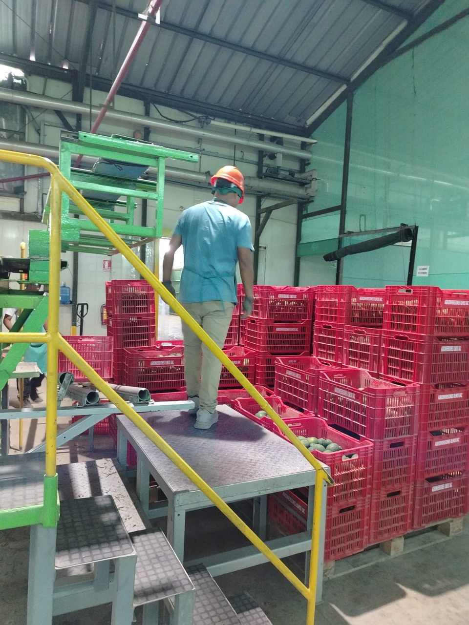 Vaciado de palta en la línea