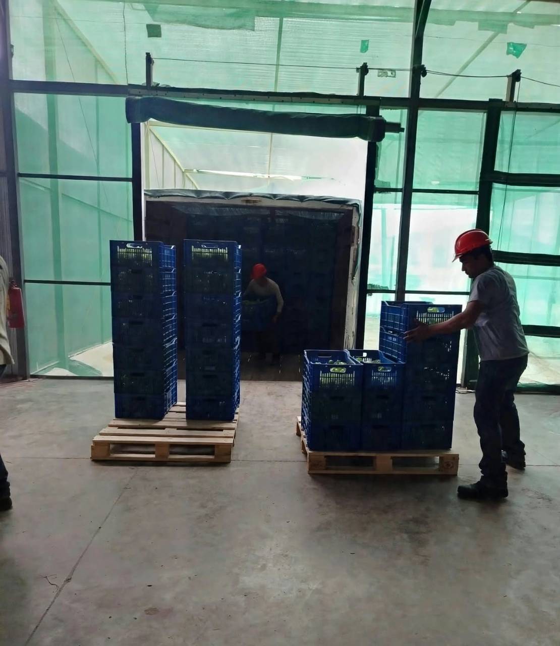 Descarga de uva en recepción