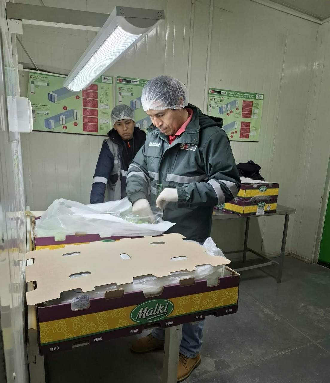 Inspección de despacho de uva