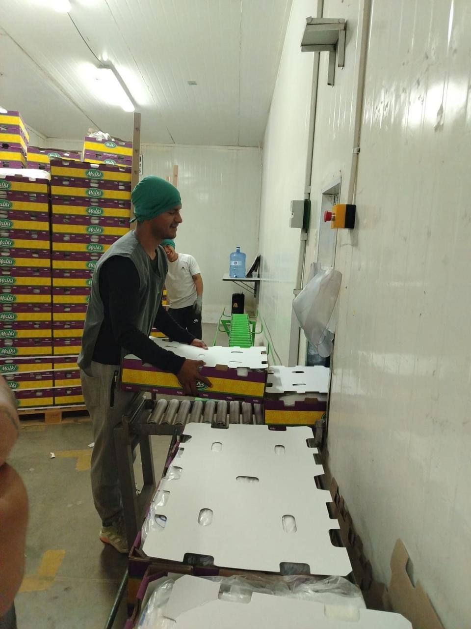 Armado de cajas de uva